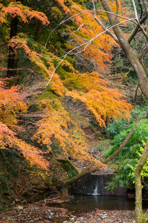 高尾山の紅葉_2