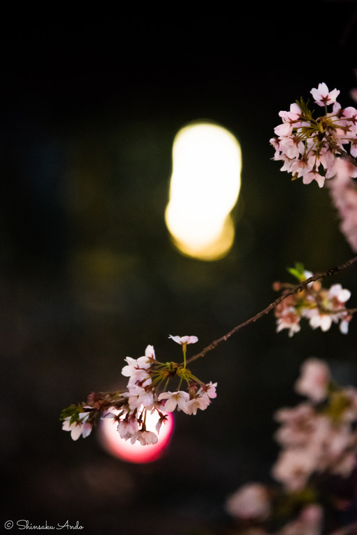 海老川の夜桜でお花見2017-7