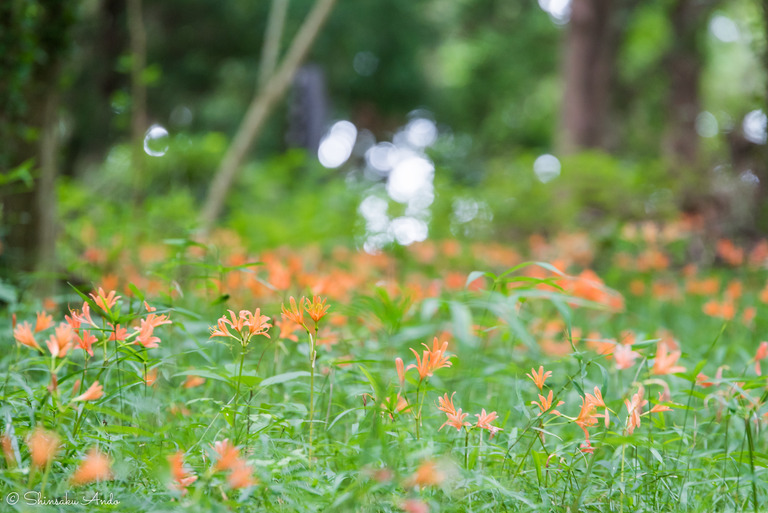 泉自然公園|キツネノカミソリ-7