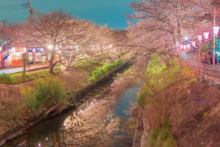 海老川の夜桜2010402‐3