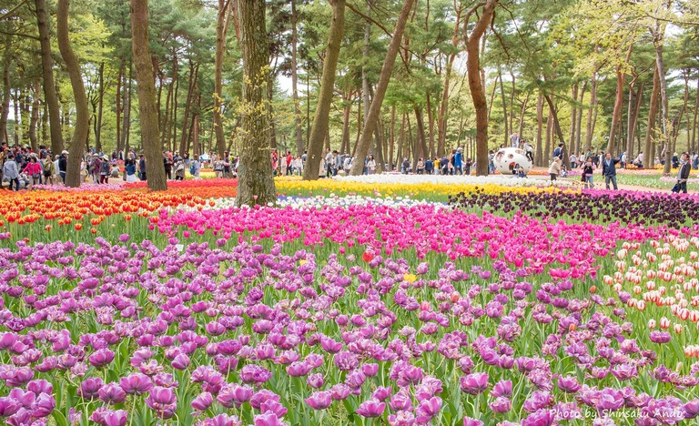 国営ひたち海浜公園のチューリップ2016年4月22日-1