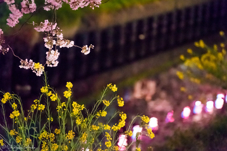 海老川の夜桜でお花見2017-5