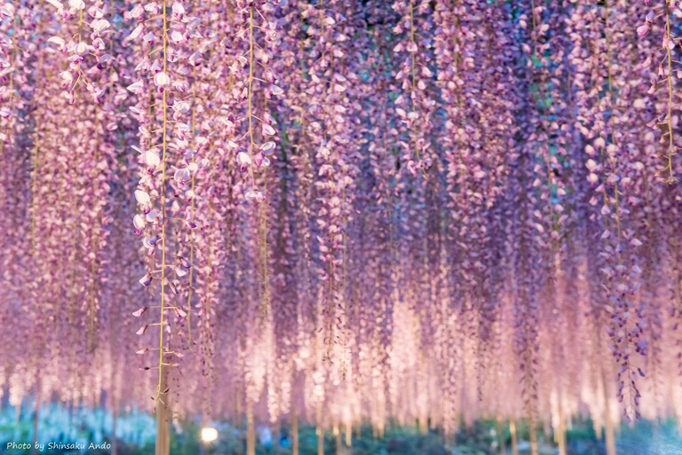 あしかがフラワーパーク2016年5月3日-8(大藤)
