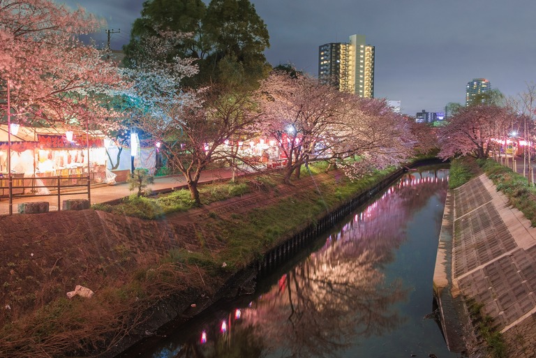 海老川の夜桜2010404‐1