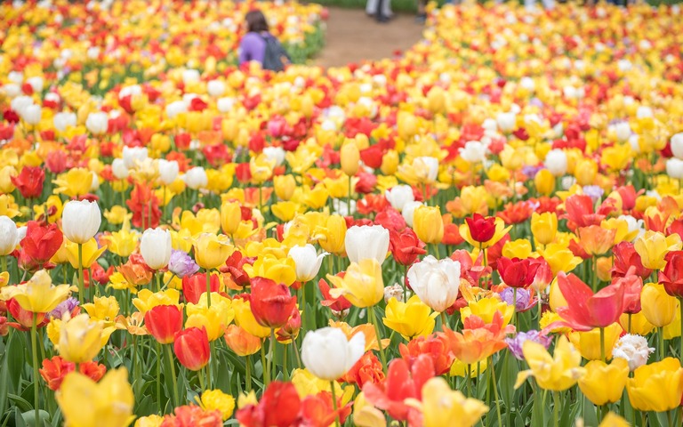 国営ひたち海浜公園のチューリップ2016年4月22日-6
