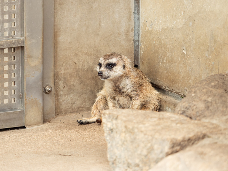 市川市動植物園_ミーアキャット_1
