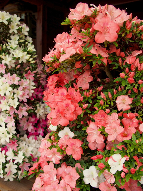 七色のサツキの花④