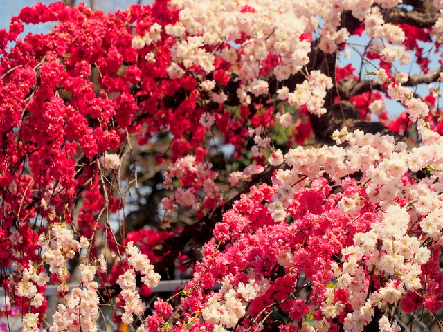 三咲の三色しだれ桜②