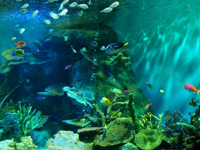 しながわ水族館(中)