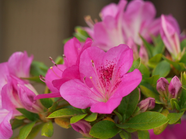 七色のサツキの花⑧