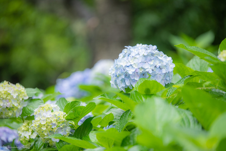 習志野市_香澄公園の紫陽花_2