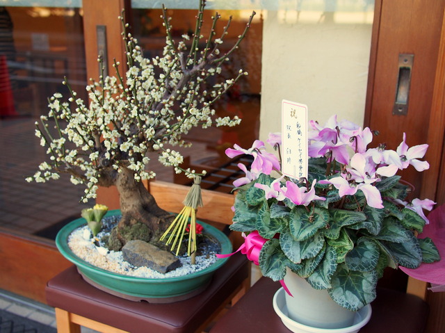 お店の前の花