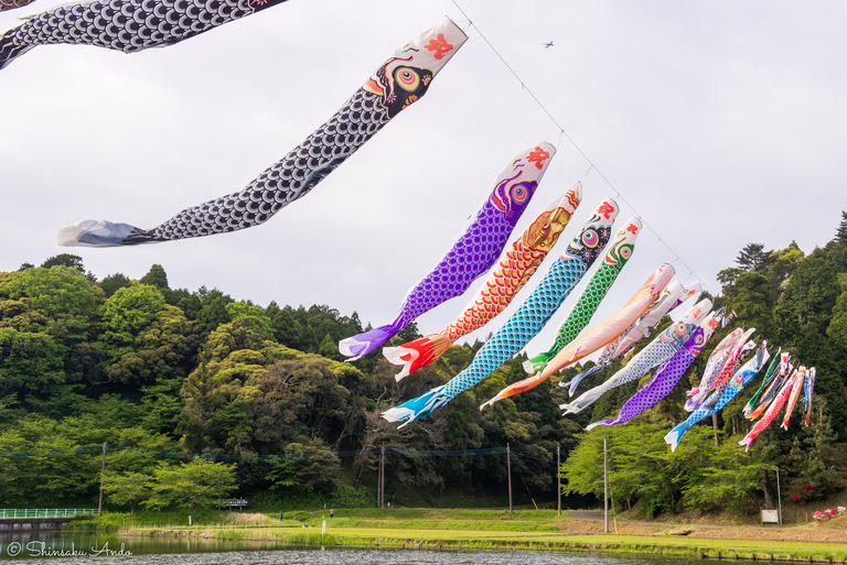 千葉県香取市|いきいき山田・鯉のぼりまつり-5