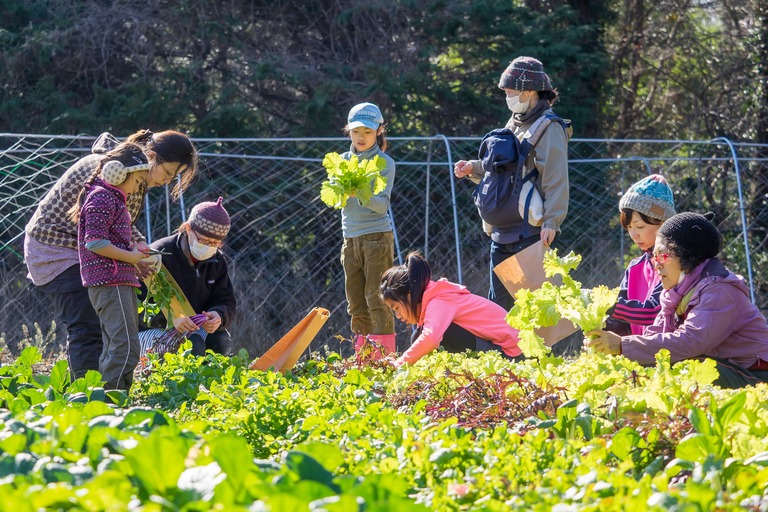 山田農場|冬野菜の収穫-1