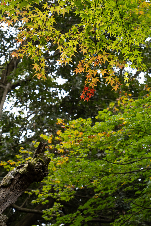 高尾山の紅葉ハイキング_3