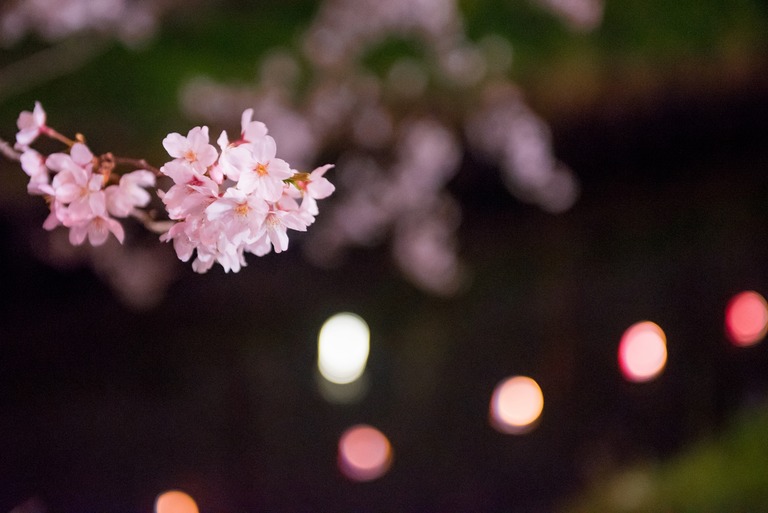 海老川の夜桜2010404‐4