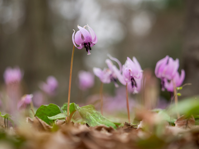 カタクリの花20150329-6