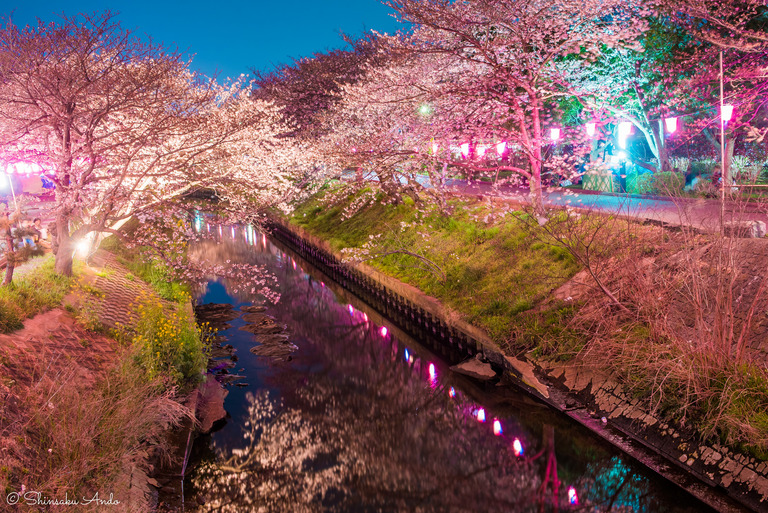 海老川の夜桜でお花見2017-2