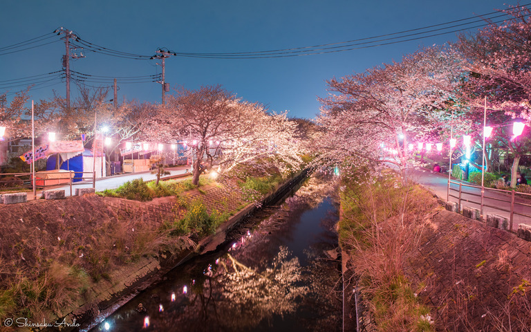 海老川の夜桜でお花見2017-1