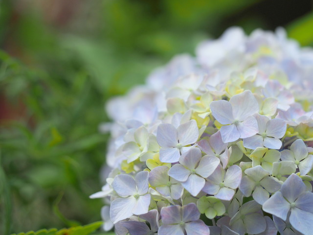 近所の紫陽花⑤ (2)