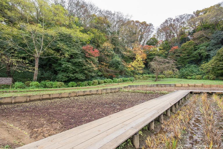 佐倉市城下町あるき-4(佐倉城址公園)
