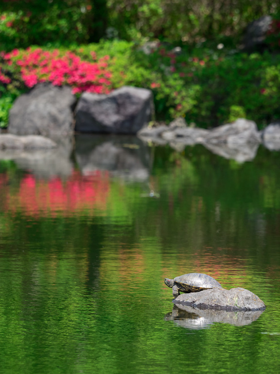 昭和記念公園20150502-6