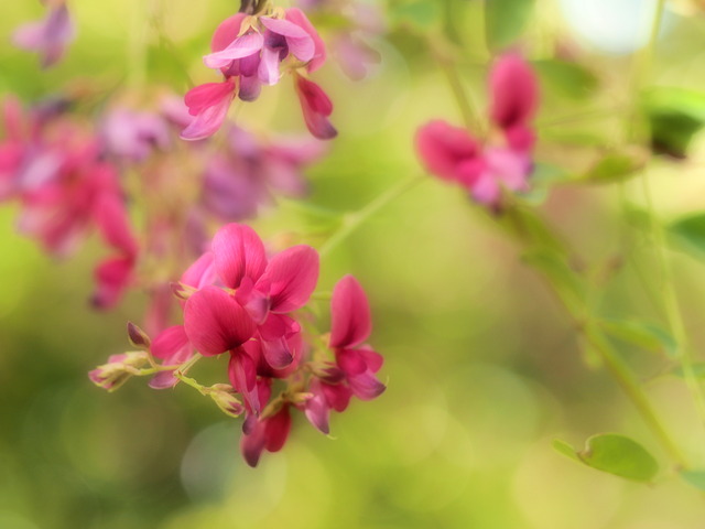 萩の花20140927-2