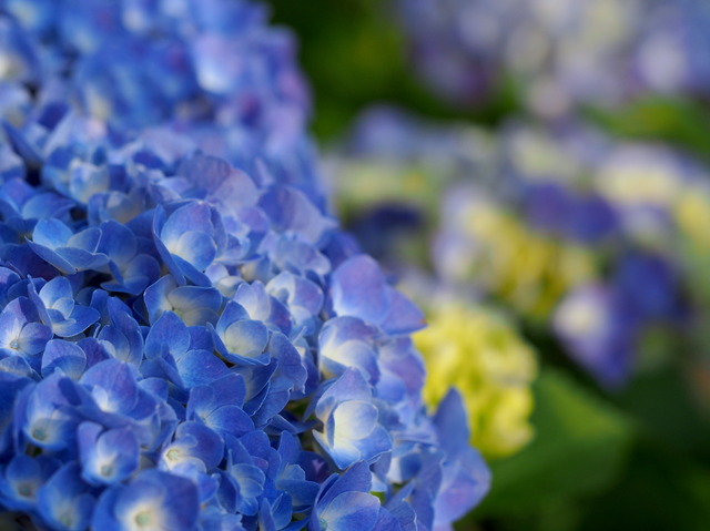 事務所の紫陽花