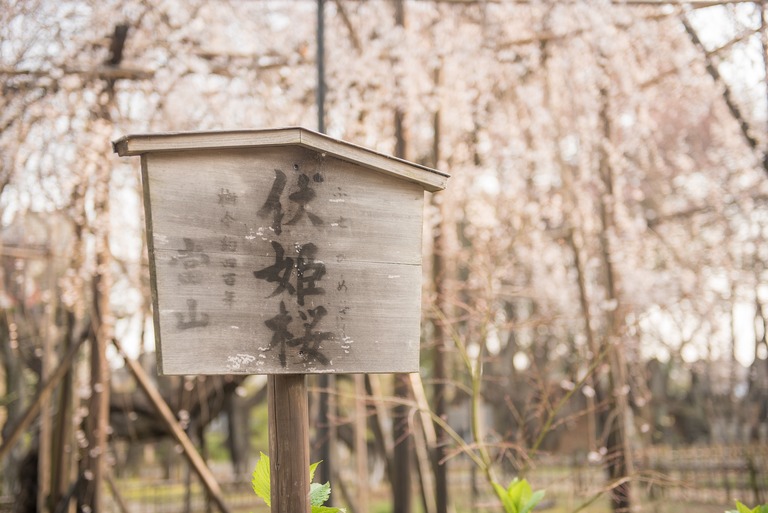 伏姫桜の看板