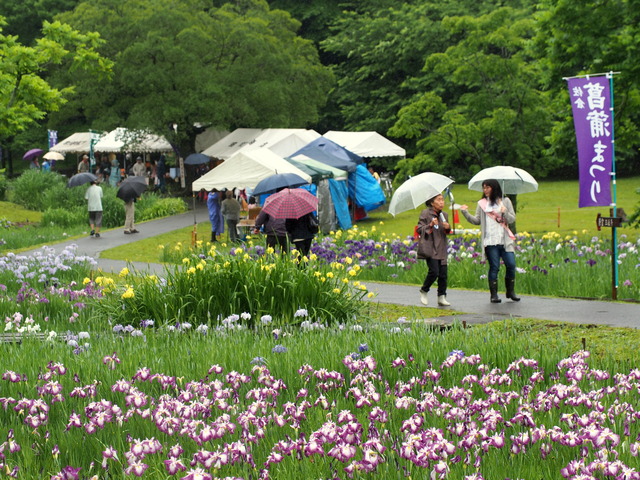 佐倉・菖蒲まつり2014会場