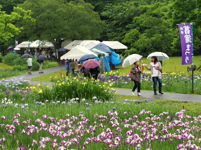 佐倉・菖蒲まつり2014会場