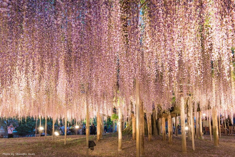 あしかがフラワーパーク2016年5月3日-11(大藤)