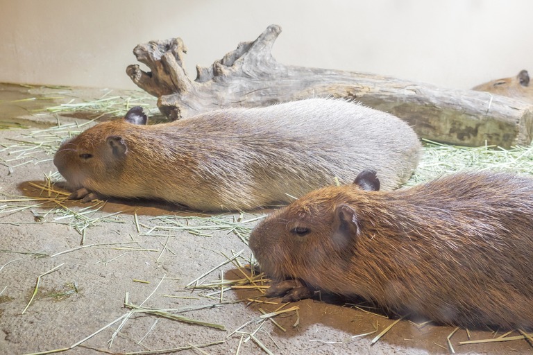 カピバラの昼寝