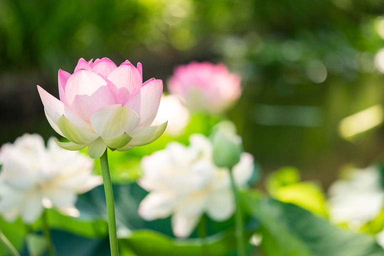中山法華経寺_龍王池の蓮の花_5