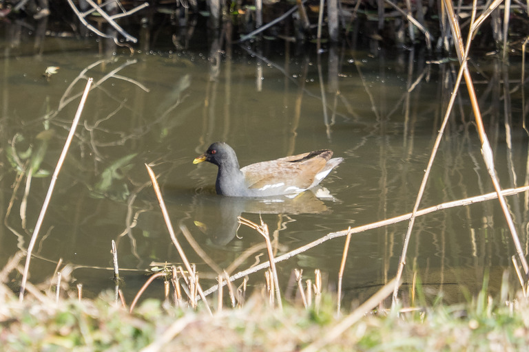 野鳥観察_市川市_野鳥の楽園_13