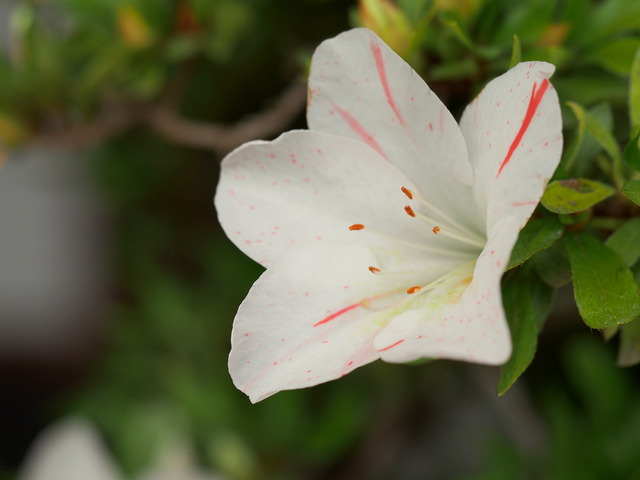 七色のサツキの花⑥