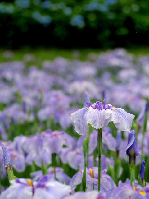 菖蒲と紫陽花