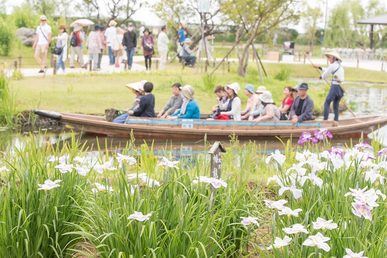 佐原水生植物園・あやめ祭り2016-1