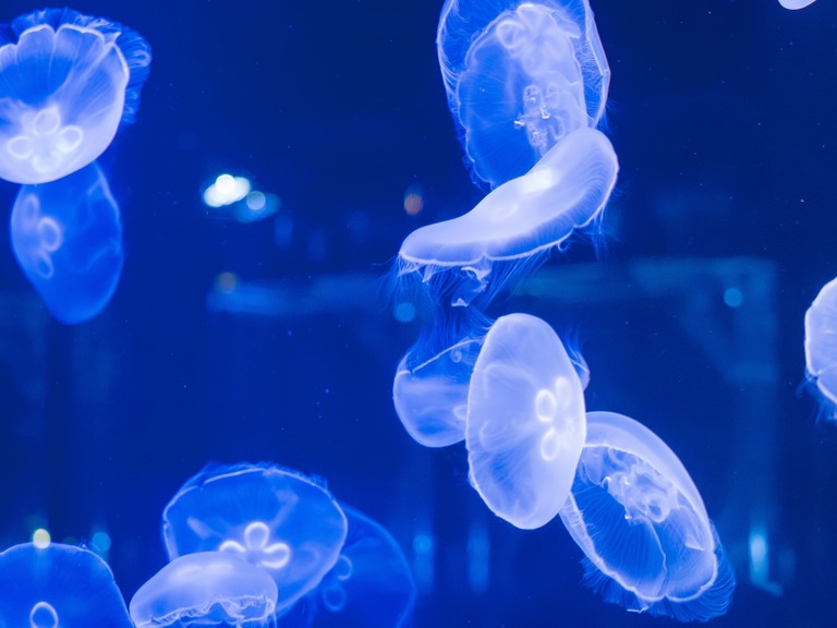 すみだ水族館20150530-7