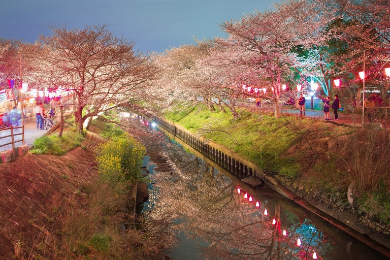 海老川の夜桜2010402‐4