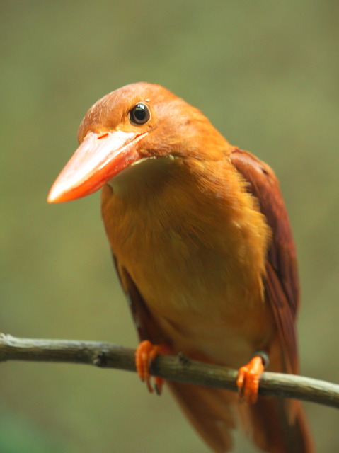 綺麗な鳥