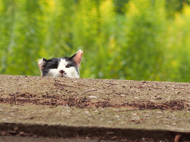 ねこ20141004-6