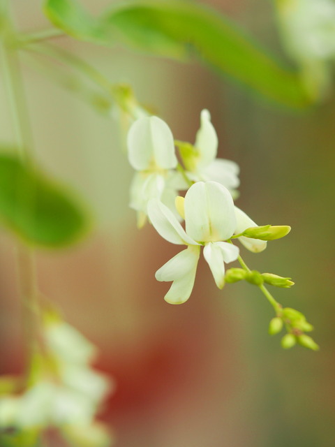 萩の花20140927(白)