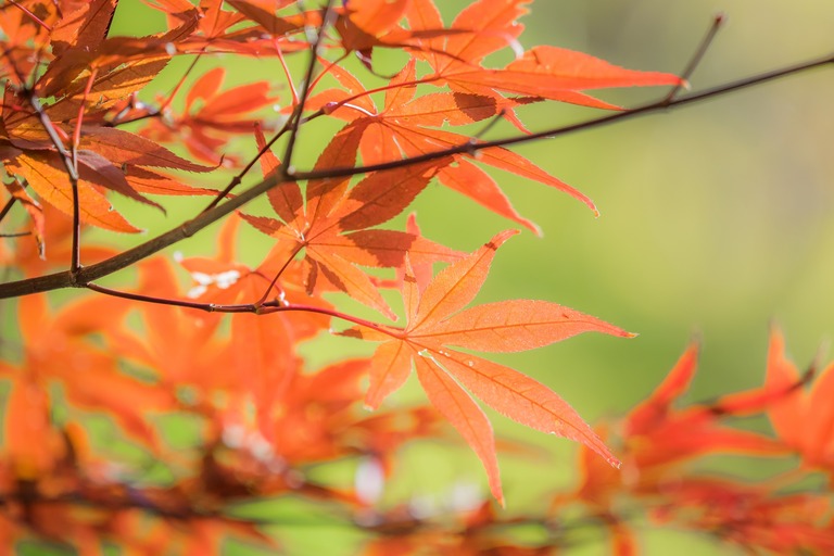 御滝不動尊の紅葉-4