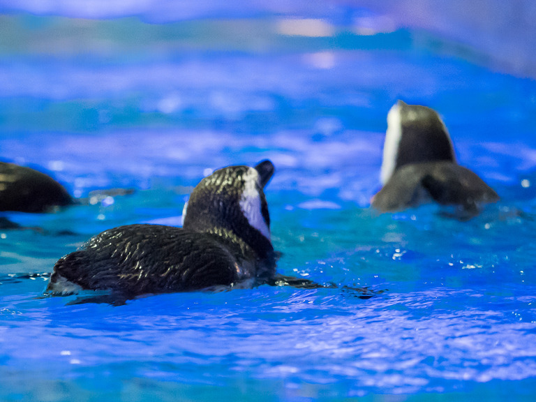 すみだ水族館20150530-2