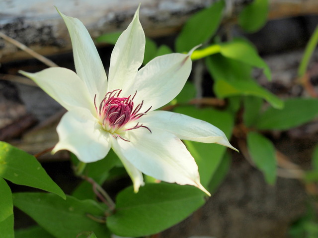 カザグルマの花20140510②