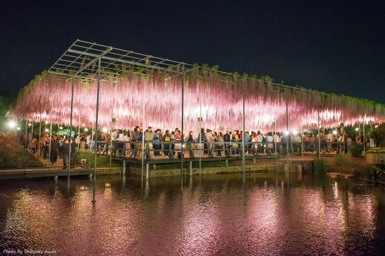 あしかがフラワーパーク2016年5月3日-16(大長藤)