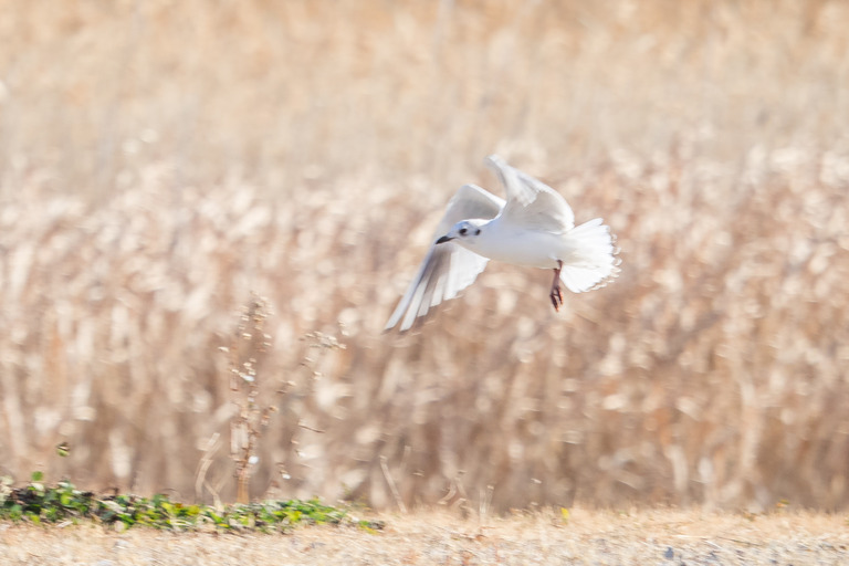 野鳥観察_市川市_野鳥の楽園_4