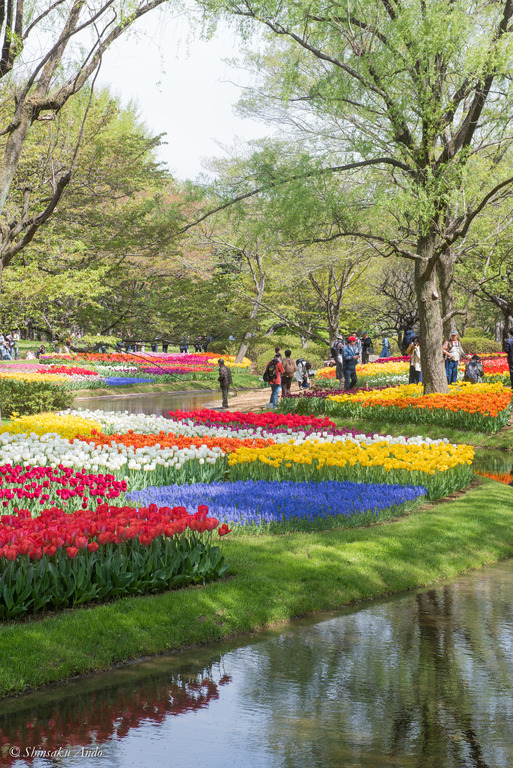 昭和記念公園_渓流広場のチューリップ2018_10