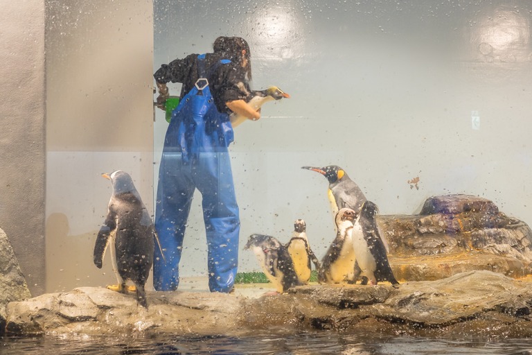 ペンギンのおねえさん